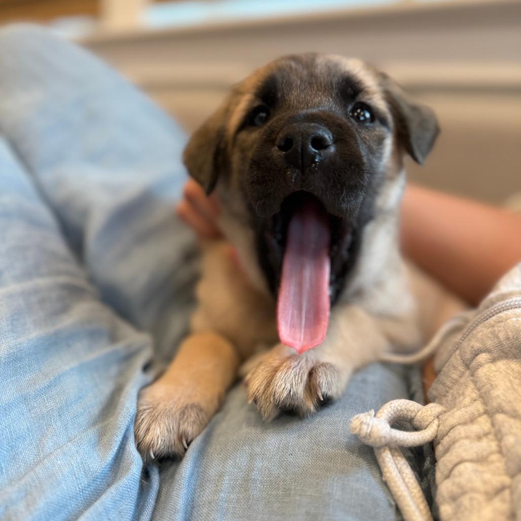 Enlarge JJ, a Adoptable mixed breed in Brooklyn, NY image 3/6