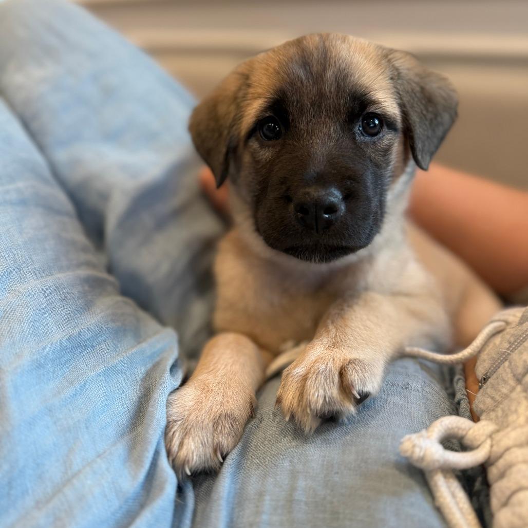 Enlarge JJ, a Adoptable mixed breed in Brooklyn, NY image 4/6