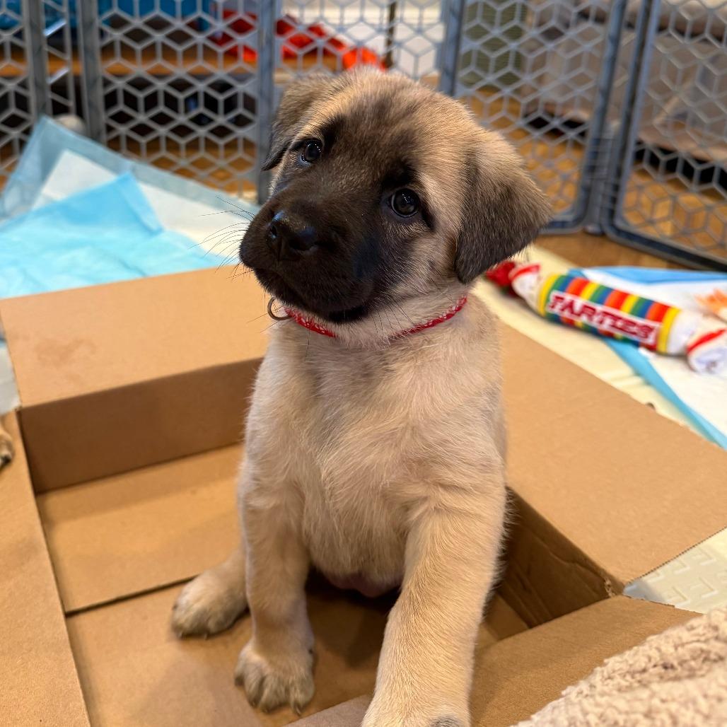 Enlarge JJ, a Adoptable mixed breed in Brooklyn, NY image 5/6