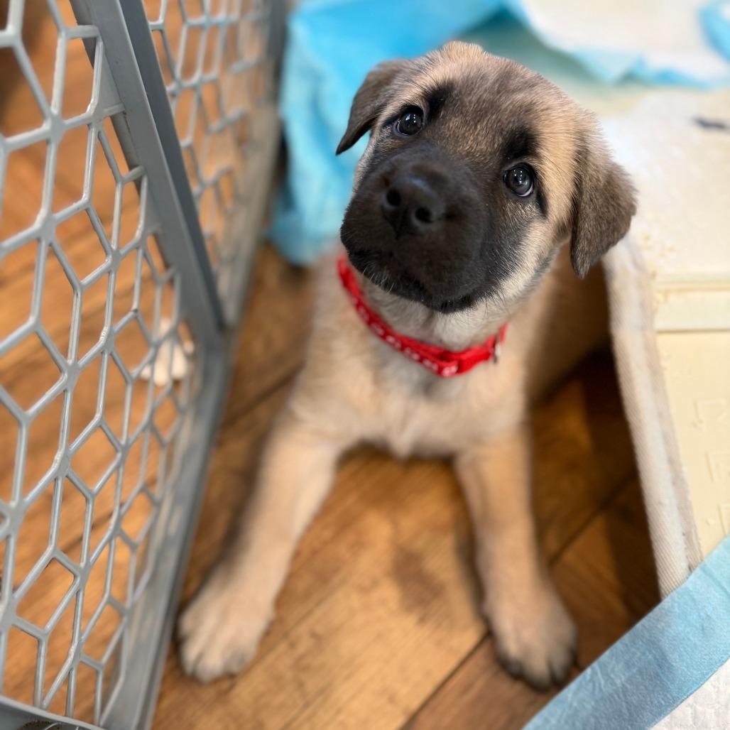 Enlarge JJ, a Adoptable mixed breed in Brooklyn, NY image 6/6