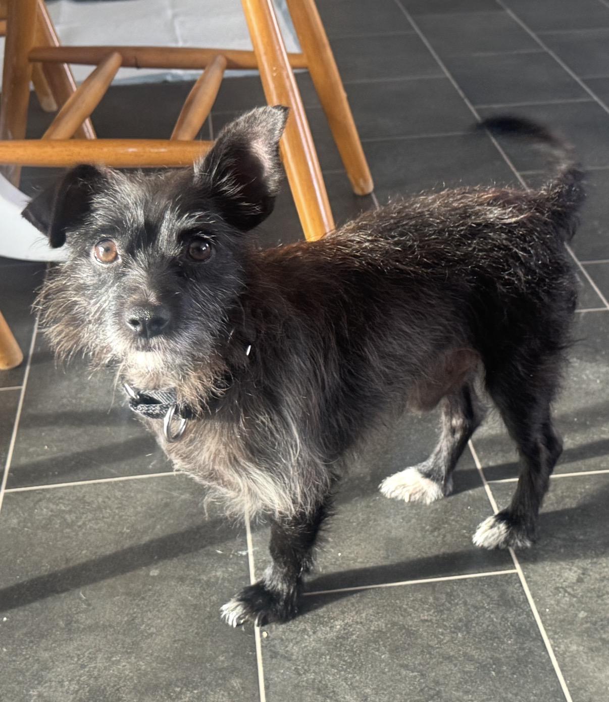 Tiger, ADOPTABLE, Young Male Yorkshire Terrier & Poodle.