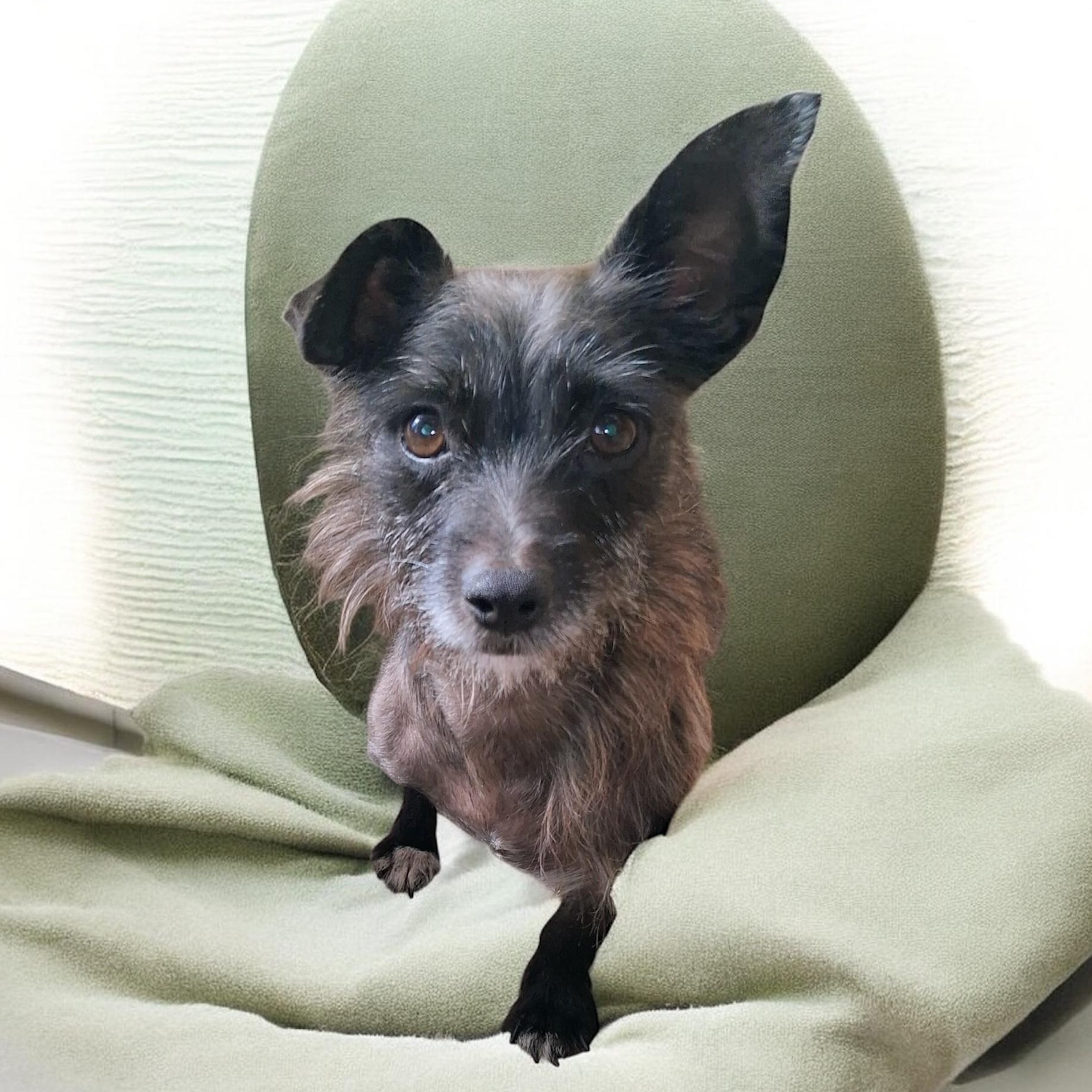 Enlarge Tiger, a ADOPTABLE mixed breed in South Saint Paul, MN image 3/5