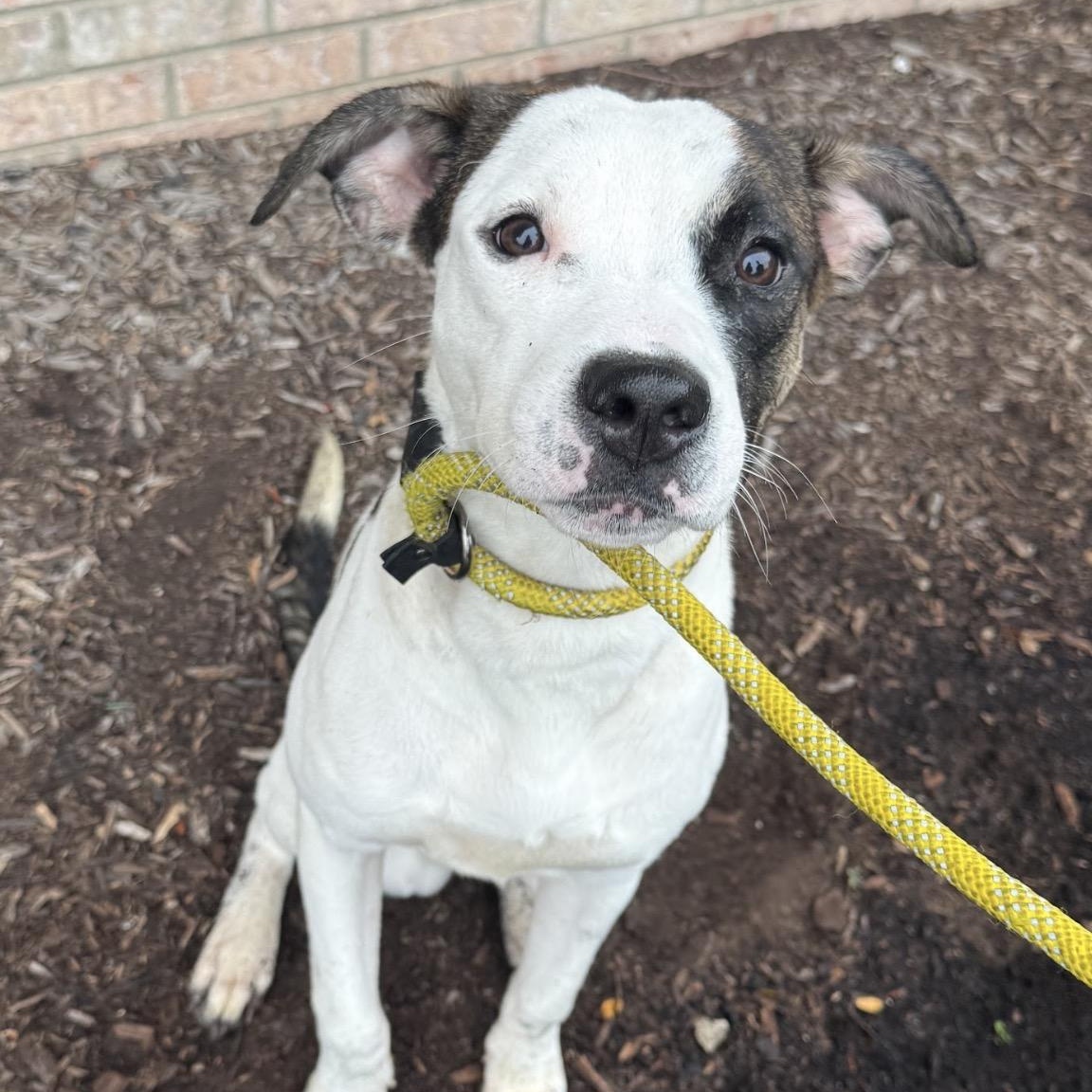 Ellington, Adopted, Young Male Pit Bull Terrier.