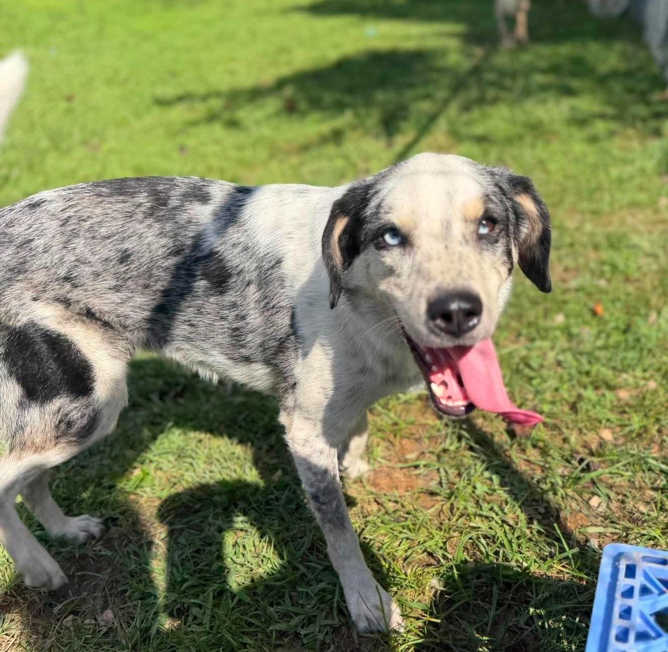 Enlarge Rocky, a Adoptable mixed breed in Wheelersburg, OH image 2/4