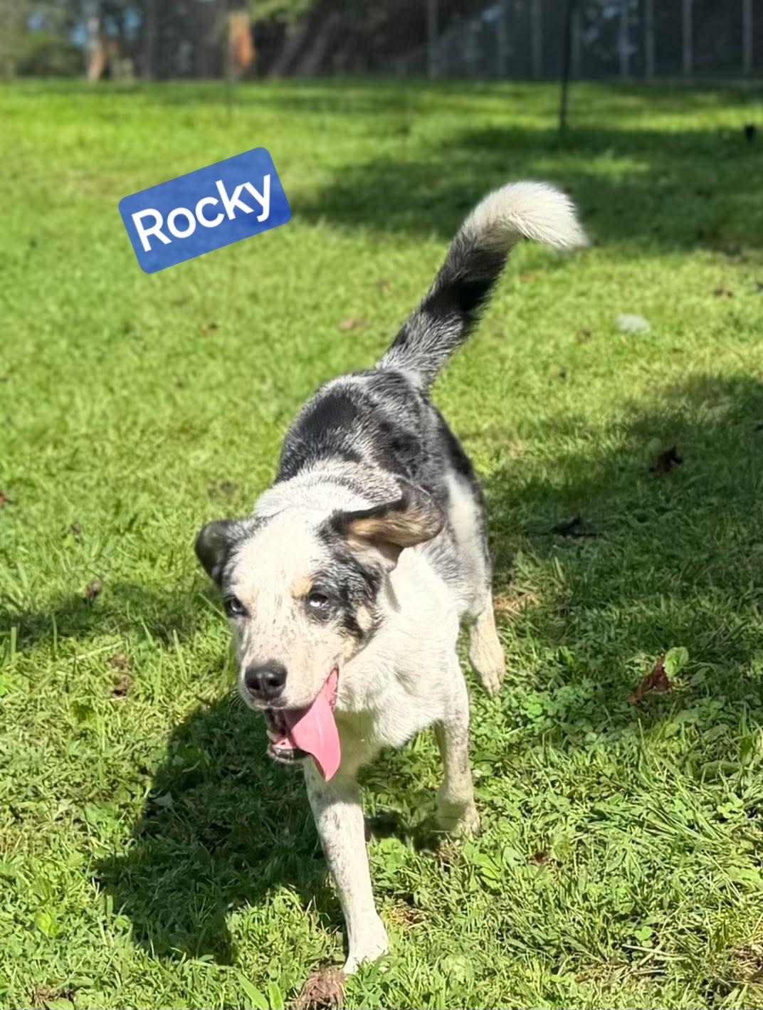 Enlarge Rocky, a Adoptable mixed breed in Wheelersburg, OH image 4/4