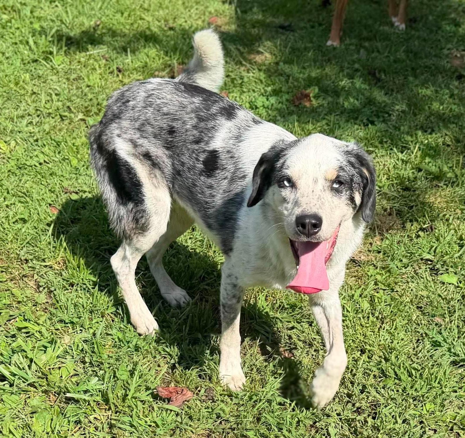 Rocky, ADOPTABLE, Puppy Male Australian Shepherd & Pembroke Welsh Corgi.