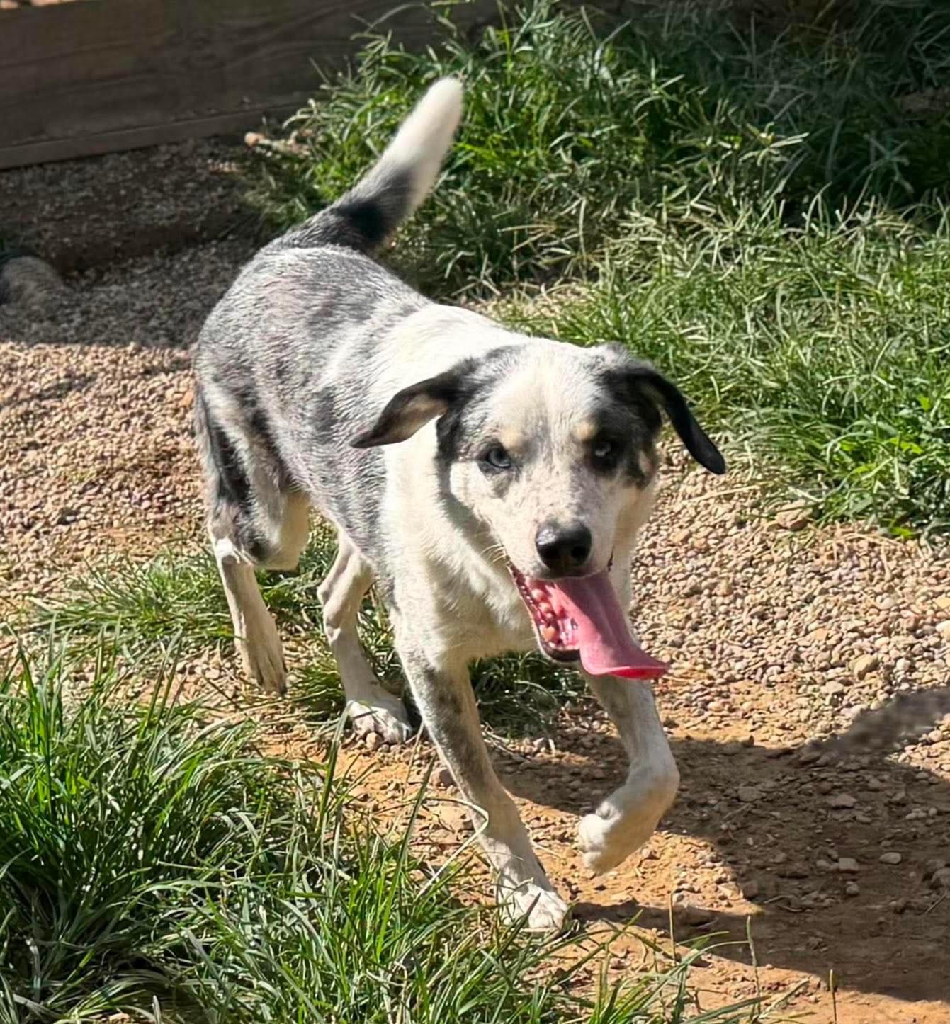 Enlarge Rocky, a Adoptable mixed breed in Wheelersburg, OH image 3/4