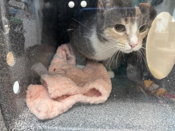 Mimi, Adoptable, Adult Female Domestic Short Hair.