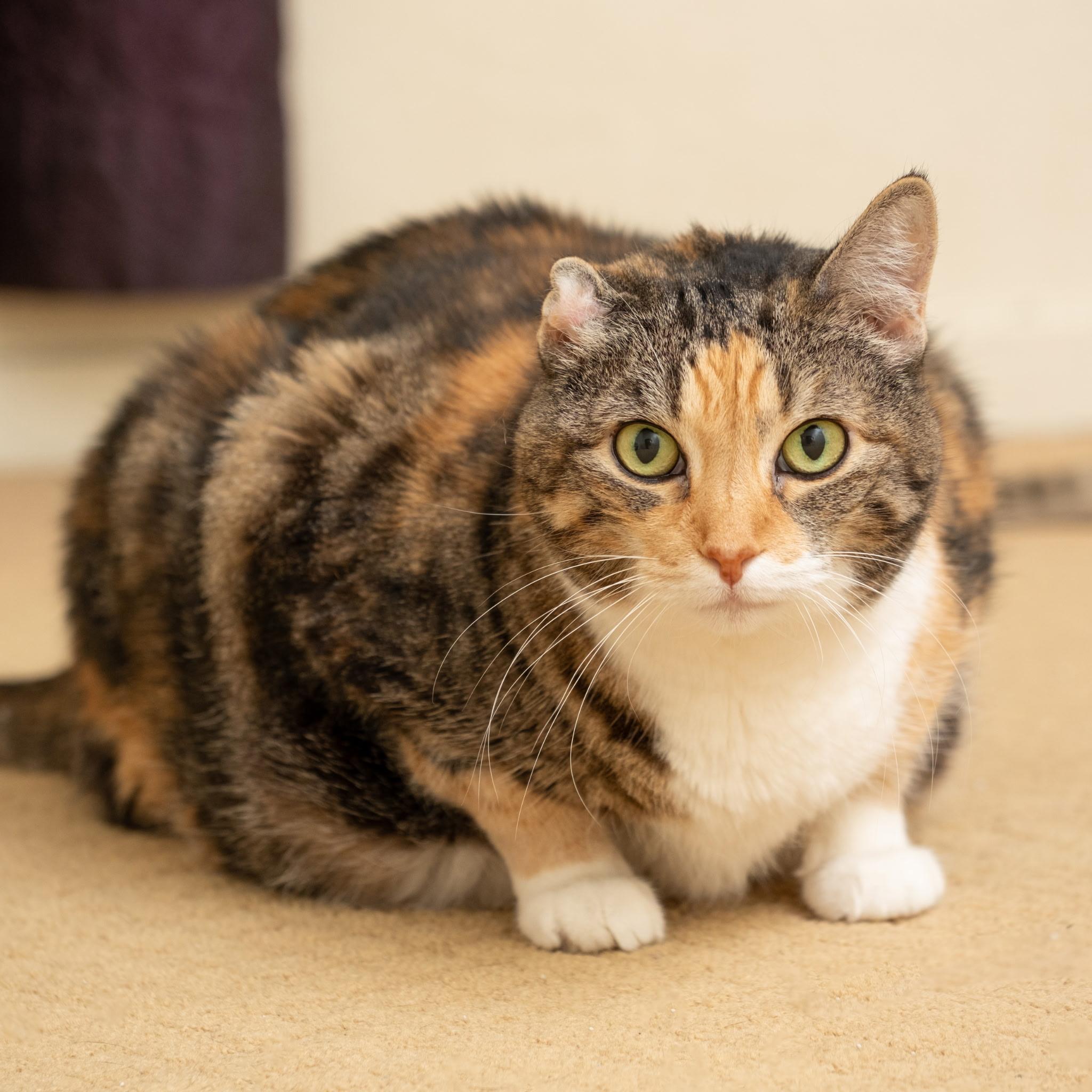 Dani, an adoptable Calico in Grass Valley, CA, 95945 | Photo Image 1