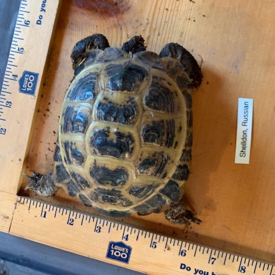 Shelldon/Sergei, Adoptable, Senior Male Russian.