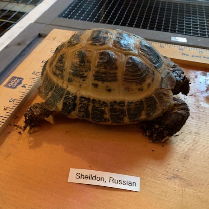 Enlarge Shelldon/Sergei, a Adoptable Russian in San Marcos, TX image 2/3