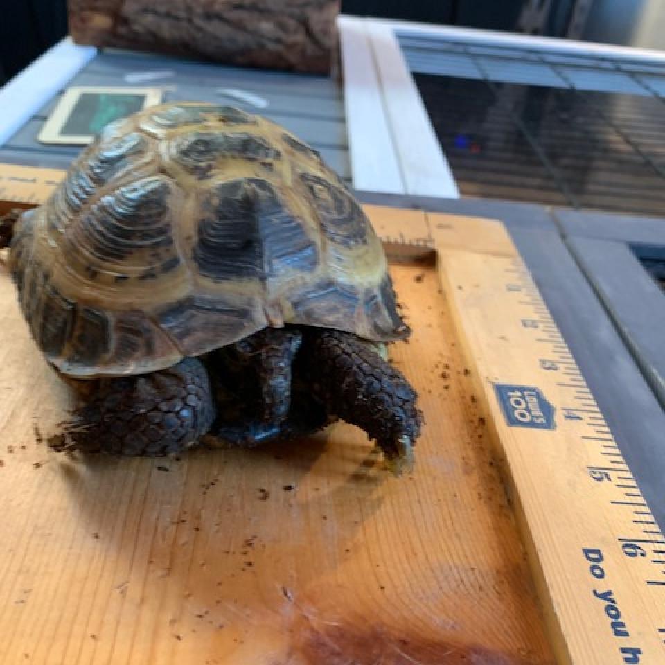 Enlarge Shelldon/Sergei, a Adoptable Russian in San Marcos, TX image 3/3