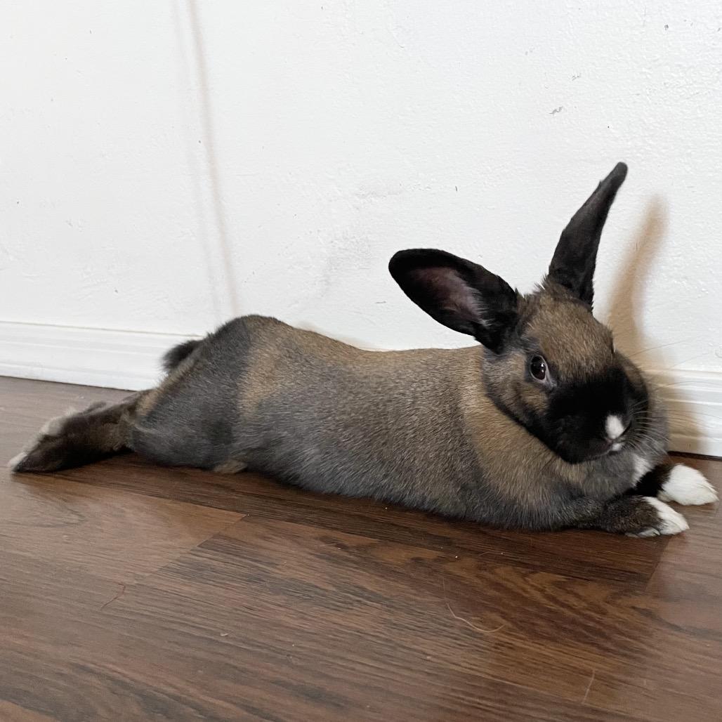 Tokki, Adoptable, Young Female Dutch & English Lop.