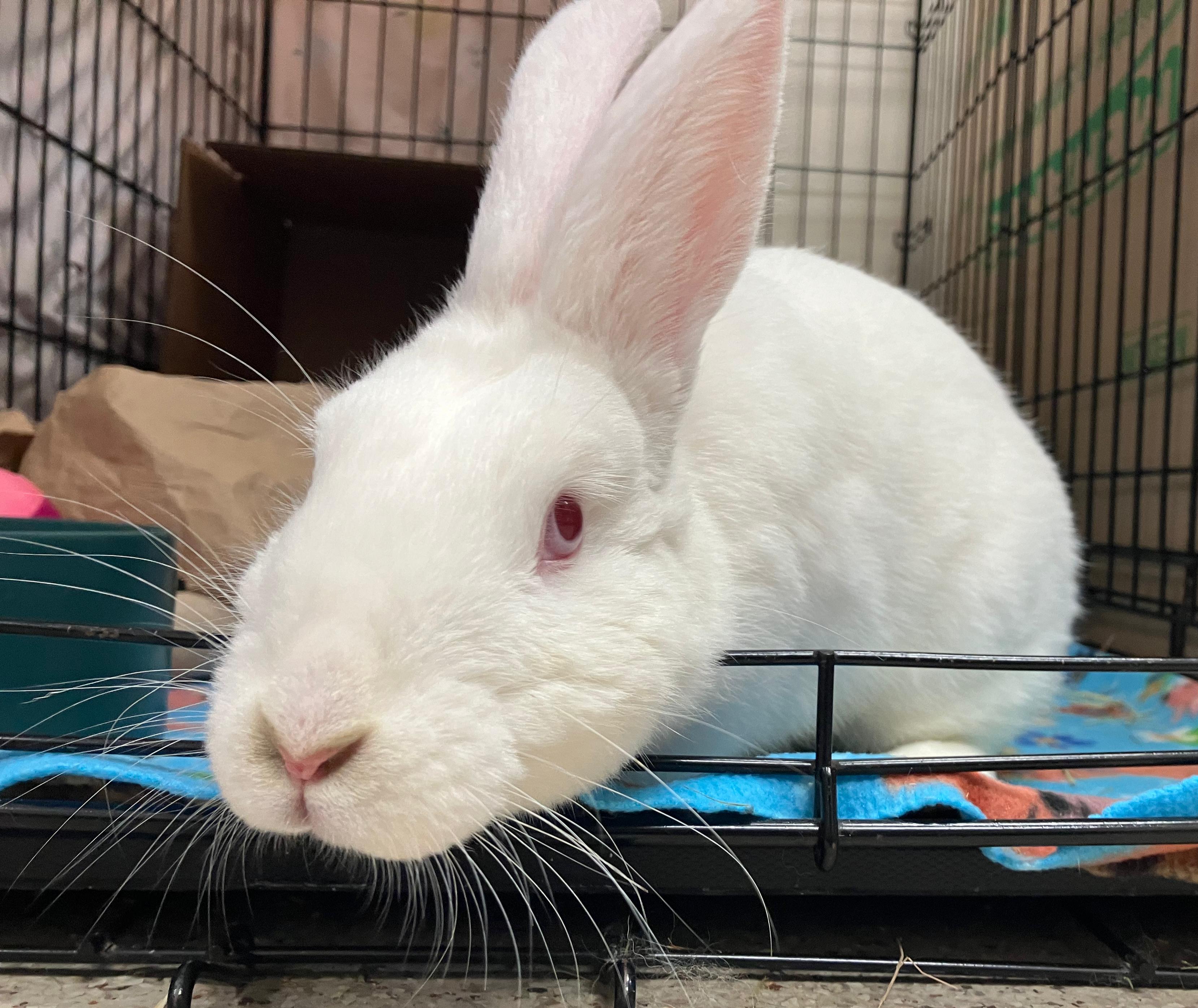 Enlarge Abigail, a ADOPTABLE mixed breed in Oshkosh, WI image 1/5