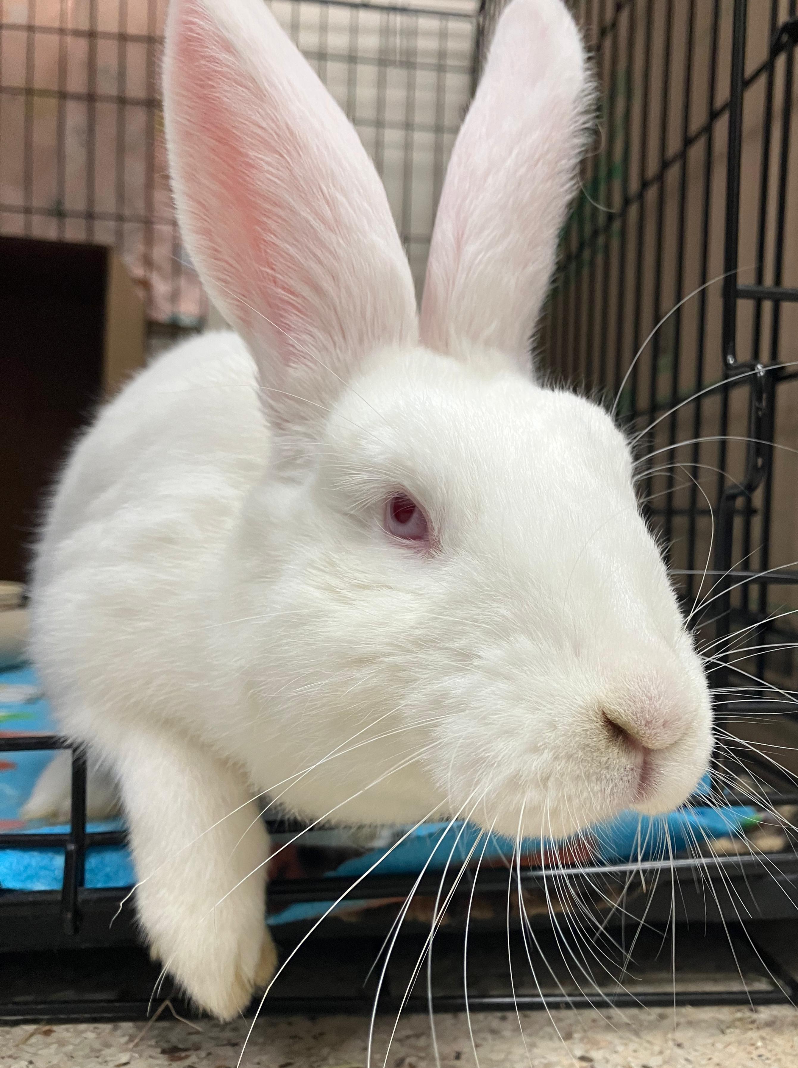 Enlarge Abigail, a ADOPTABLE mixed breed in Oshkosh, WI image 5/5