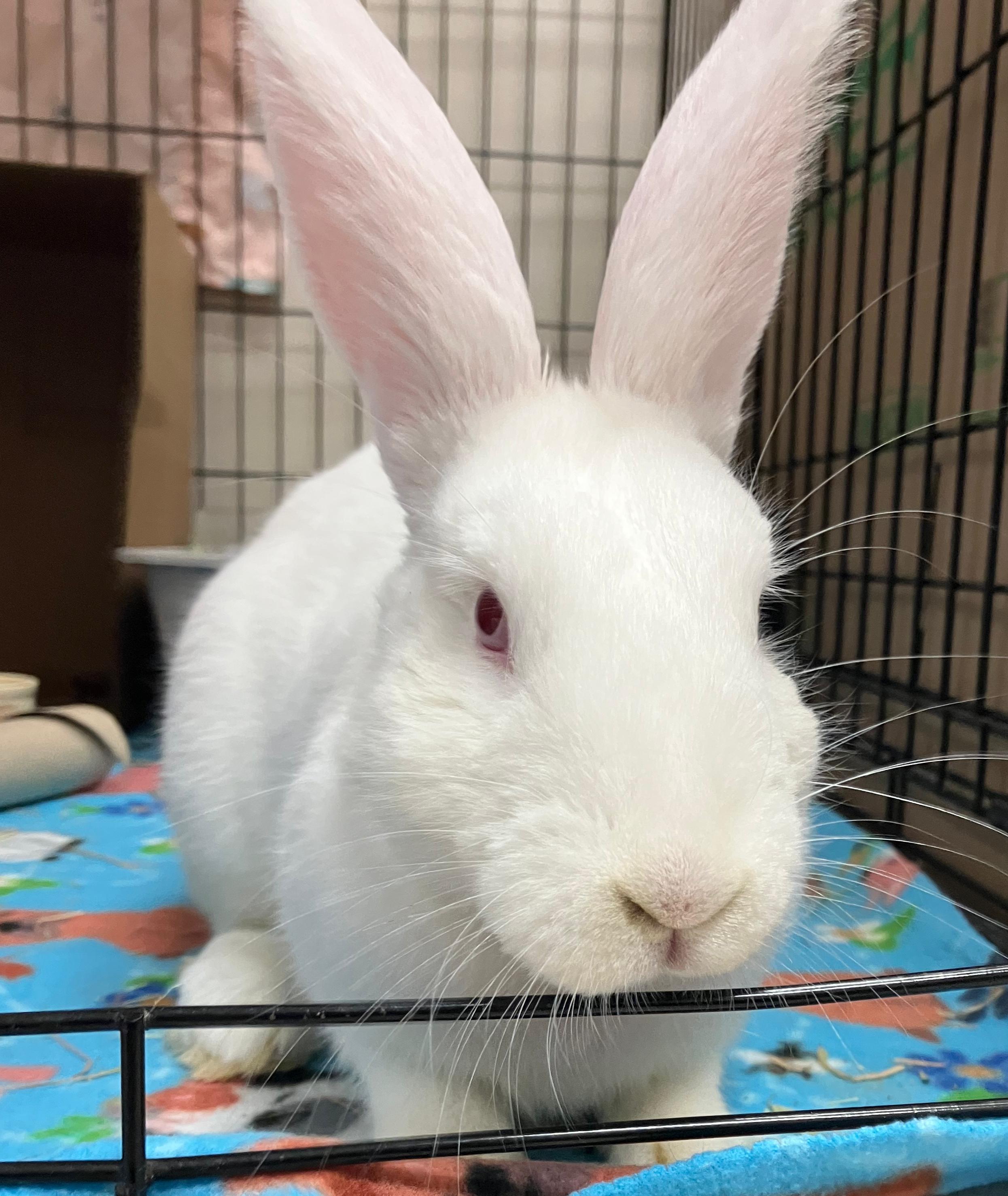 Enlarge Abigail, a ADOPTABLE mixed breed in Oshkosh, WI image 2/5