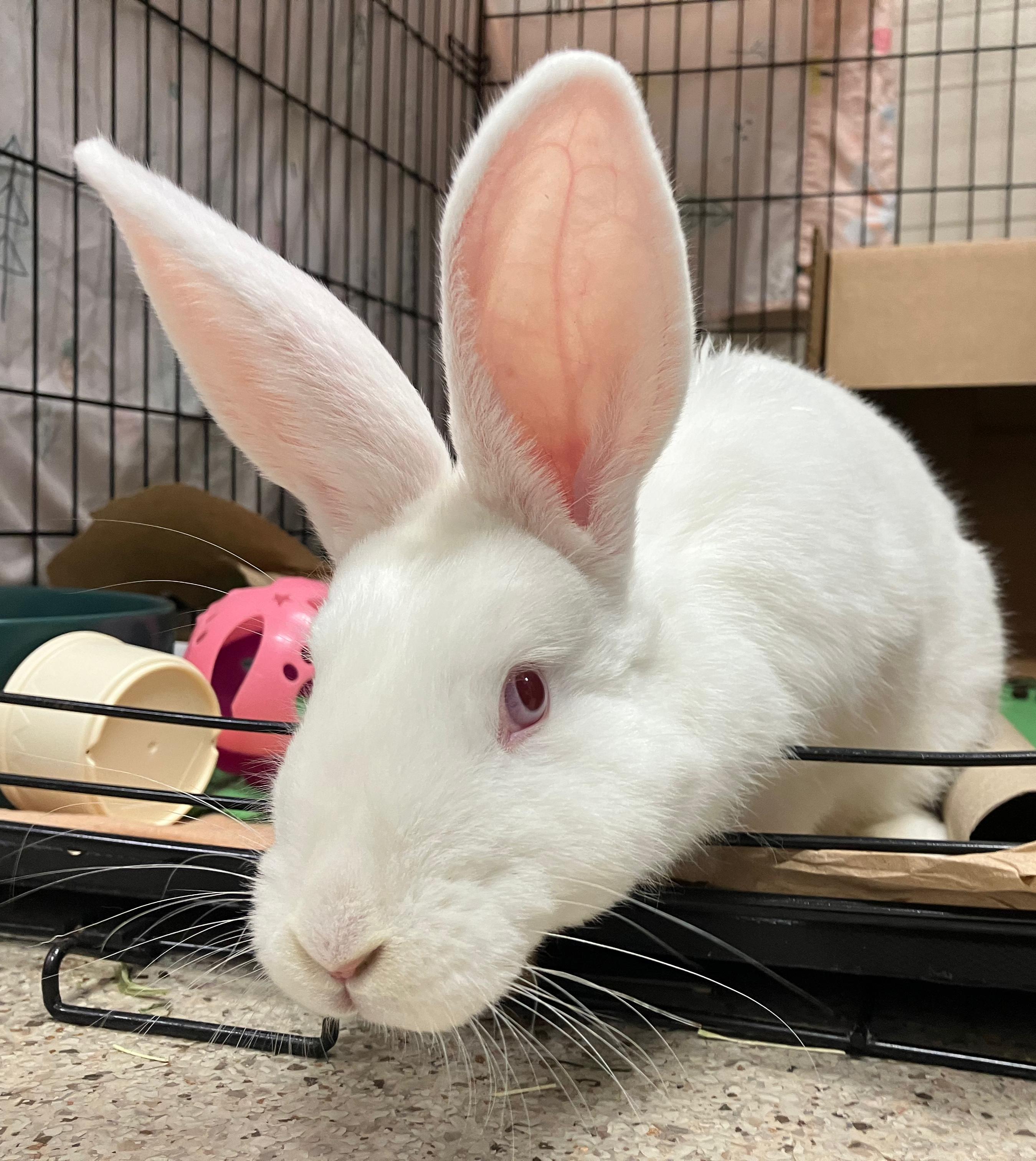 Enlarge Abigail, a ADOPTABLE mixed breed in Oshkosh, WI image 4/5