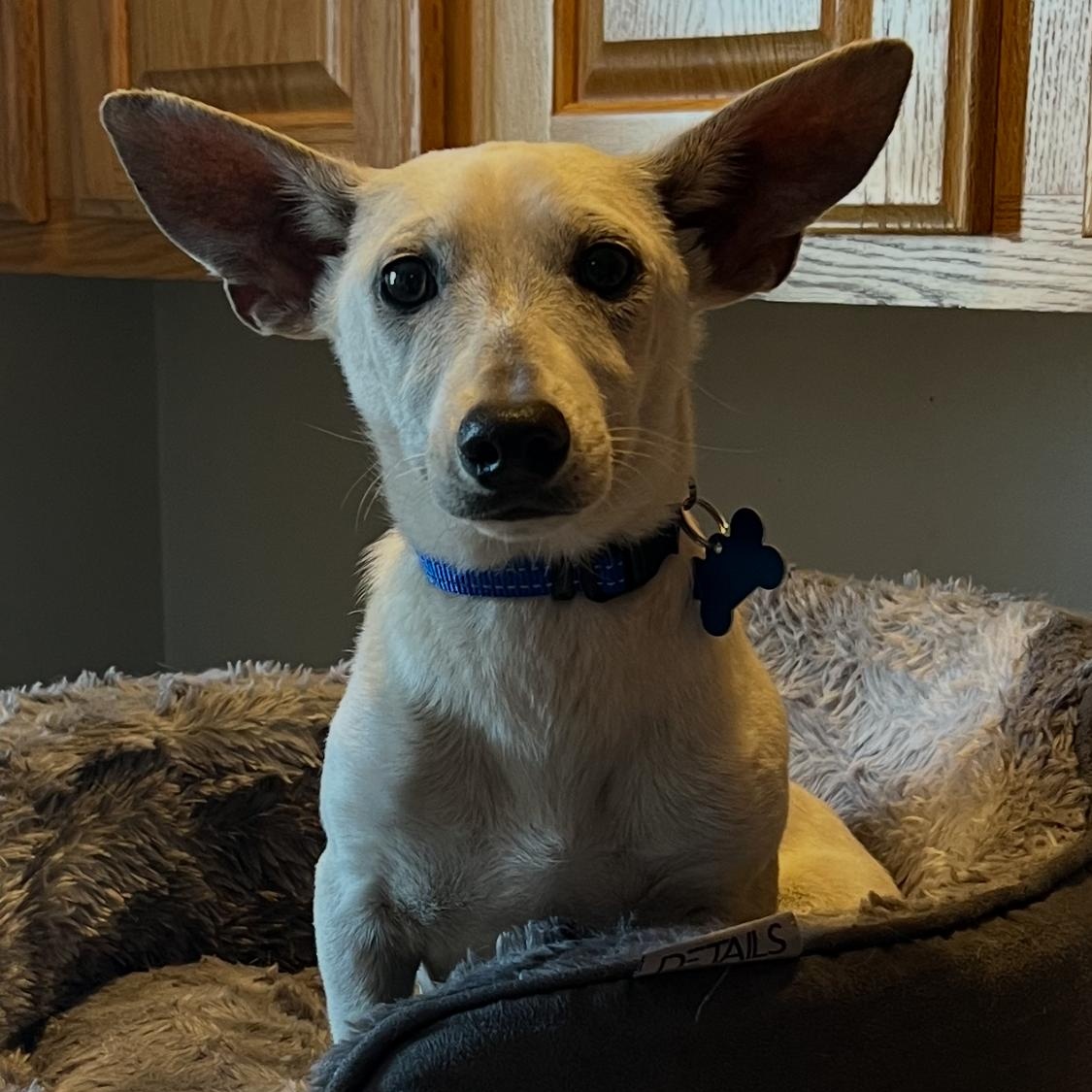 Enlarge Pink Garlic, a Adoptable mixed breed in Armada, MI image 3/3