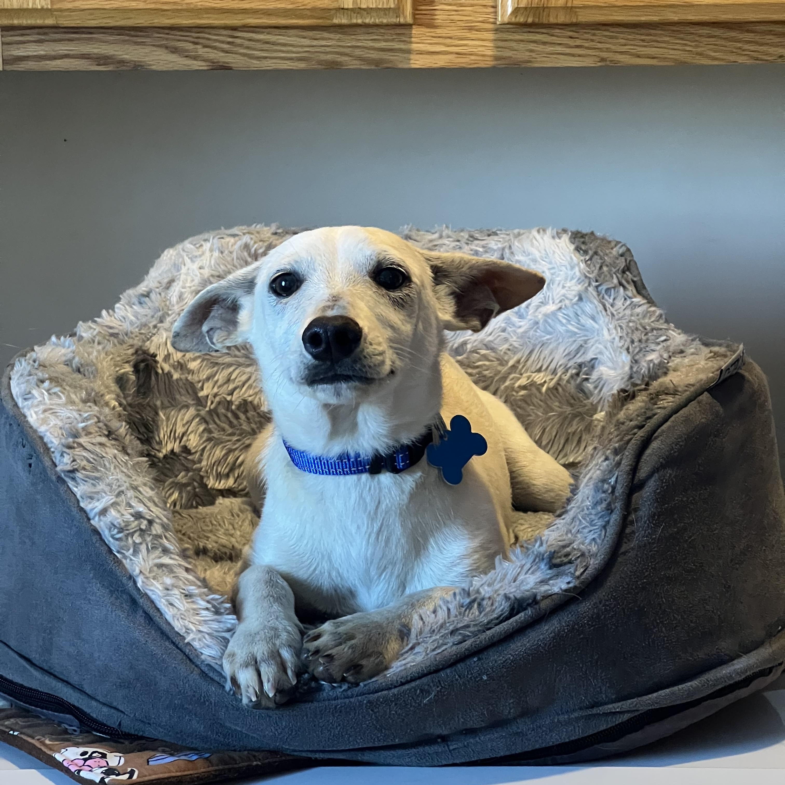 Enlarge Pink Garlic, a Adoptable mixed breed in Armada, MI image 2/3