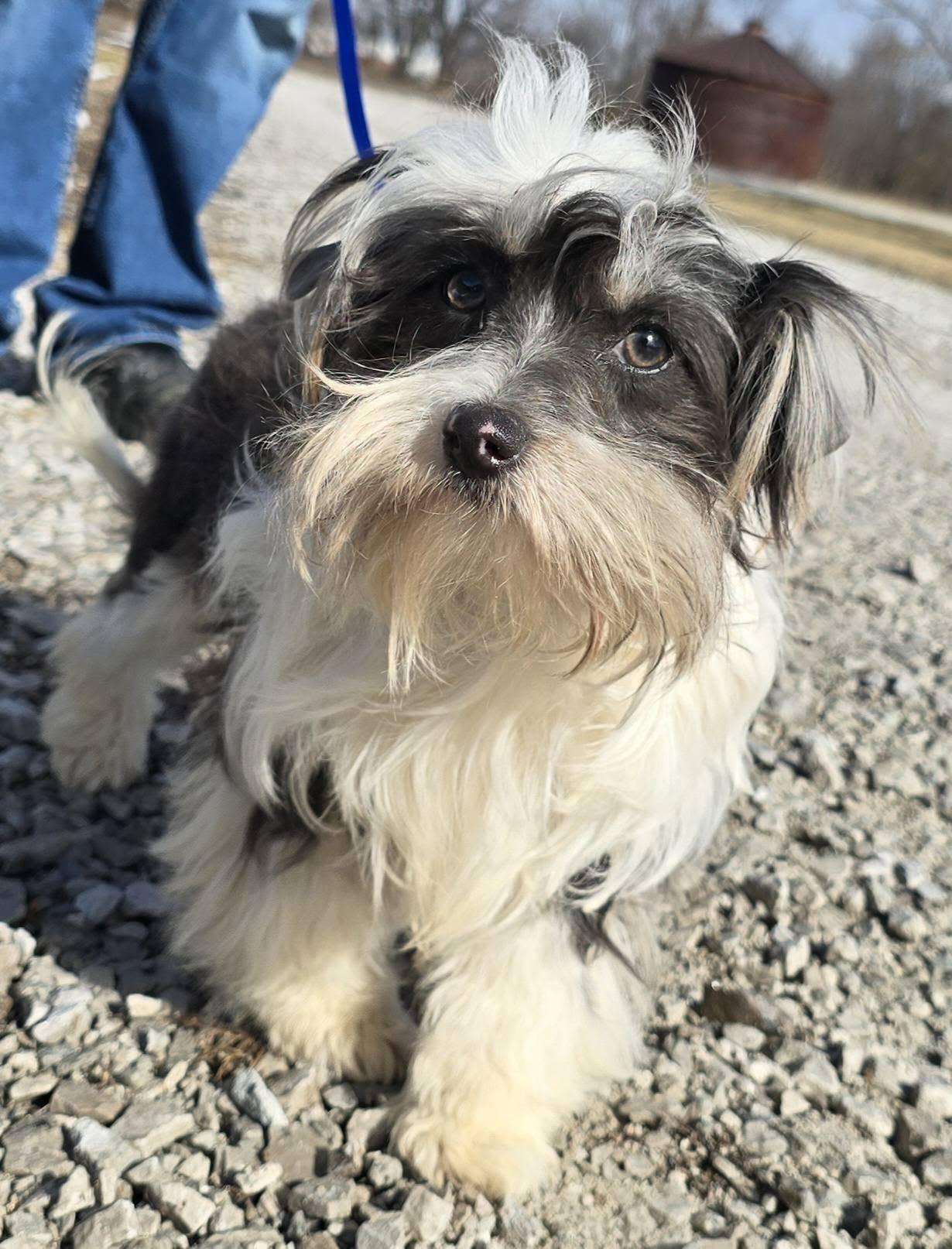 Enlarge Tella, a ADOPTABLE mixed breed in Terre Haute, IN image 2/3