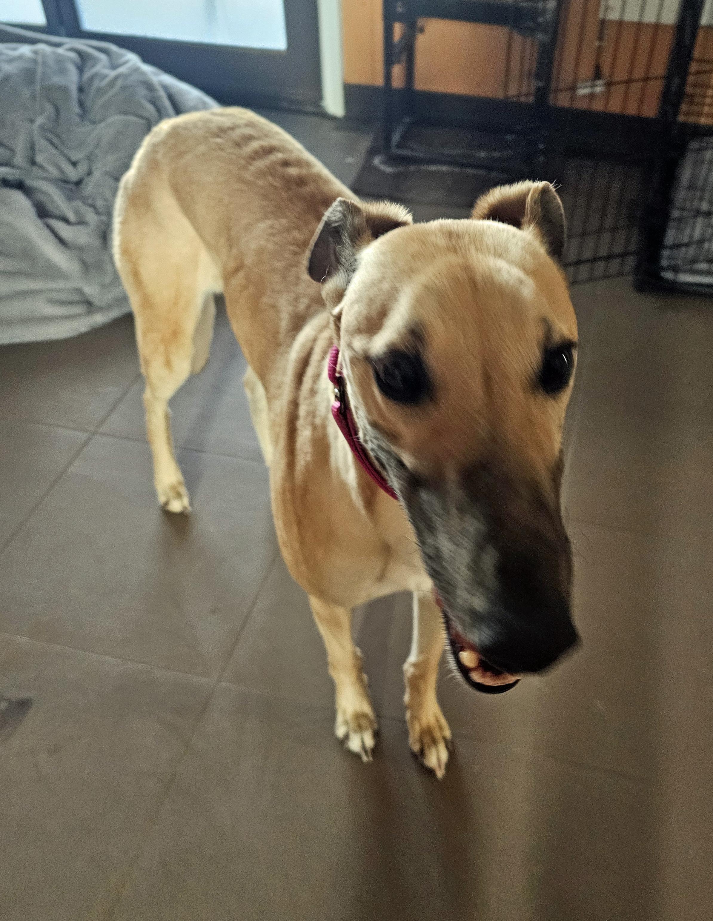 Enlarge Ww Frances Bean - Pending, a ADOPTABLE Greyhound in Allentown, PA image 1/2