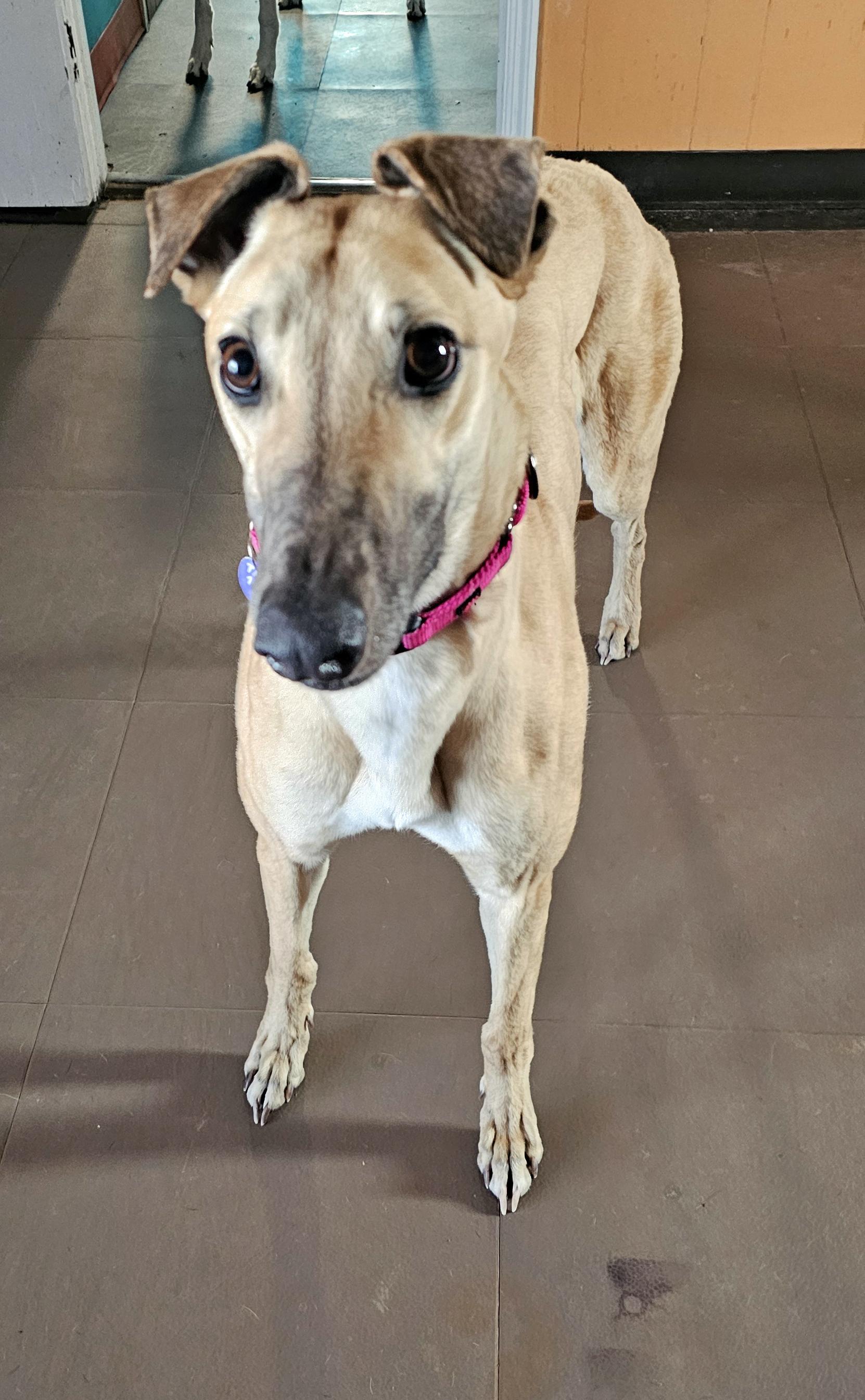 Enlarge Ww Frances Bean - Pending, a ADOPTABLE Greyhound in Allentown, PA image 2/2