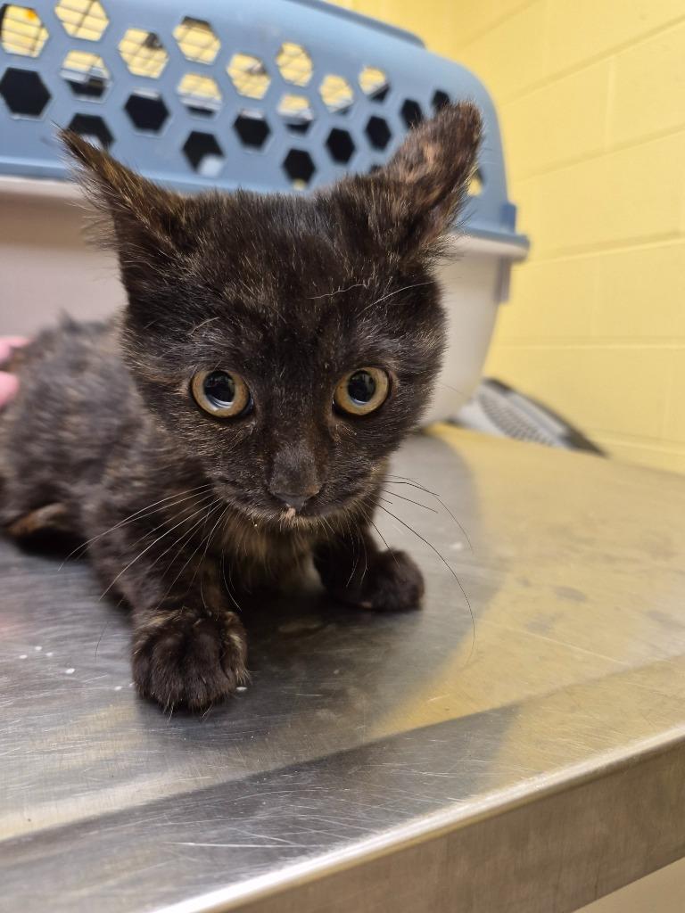 FLURRY, Adopted, Kitten Female Domestic Short Hair.