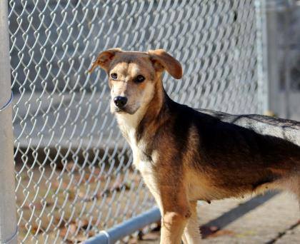 Meeka, a Adoptable mixed breed in Eureka, MO image 1/2