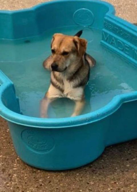 Meeka, a Adoptable mixed breed in Eureka, MO image 2/2