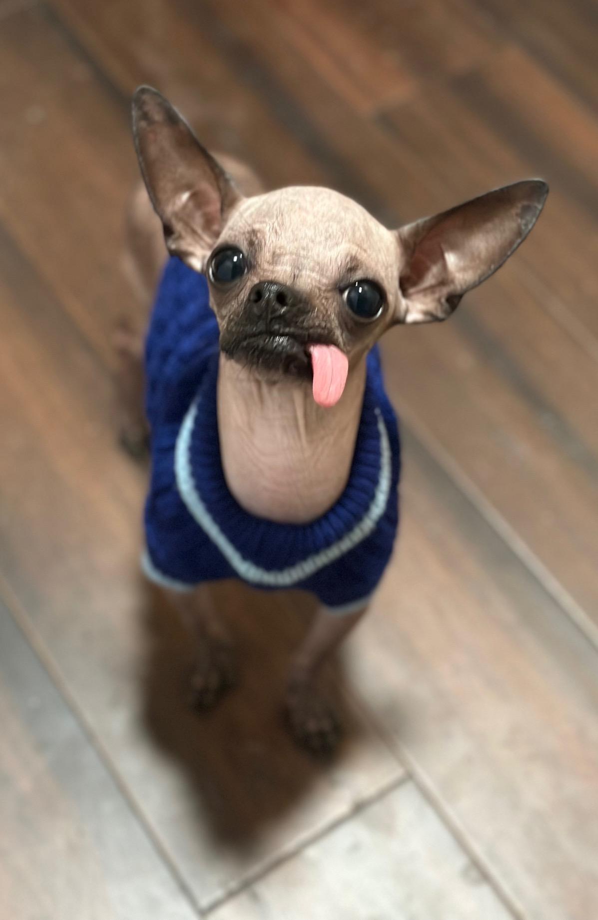 Enlarge Spanky, a ADOPTABLE mixed breed in Atlanta, GA image 2/4