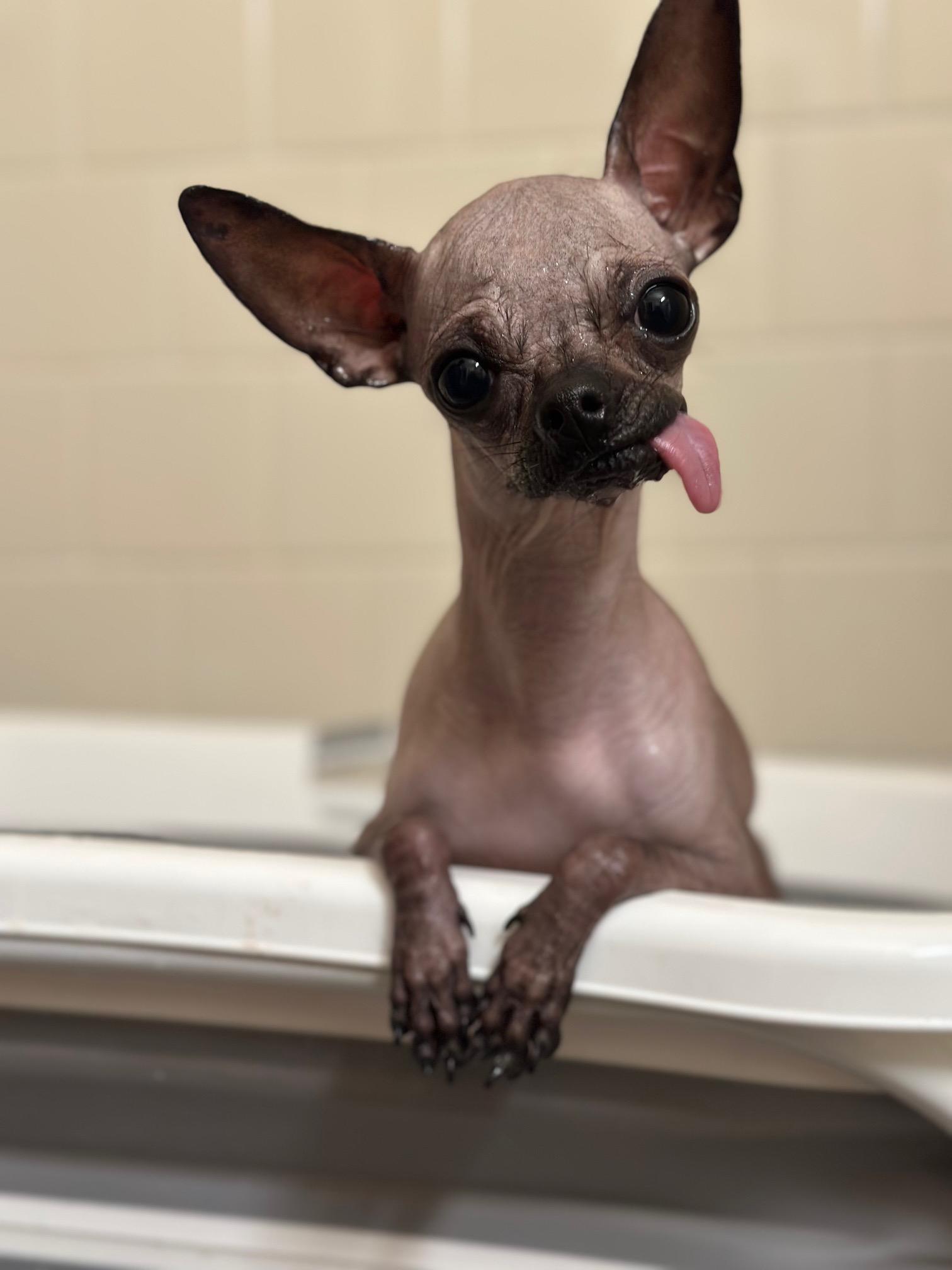 Enlarge Spanky, a ADOPTABLE mixed breed in Atlanta, GA image 1/4