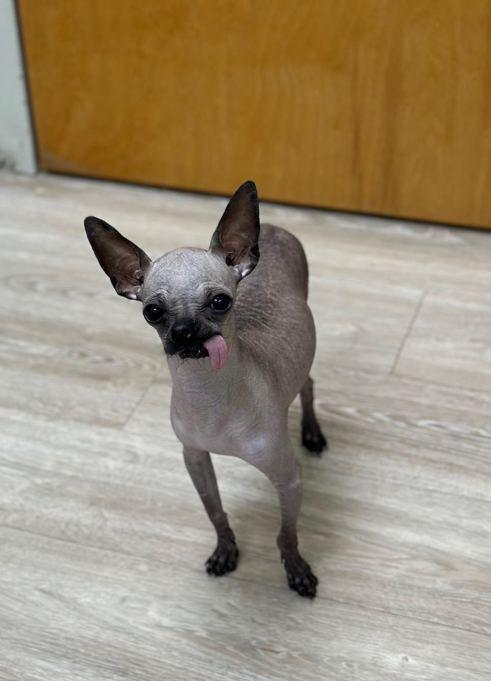 Enlarge Spanky, a ADOPTABLE mixed breed in Atlanta, GA image 3/4