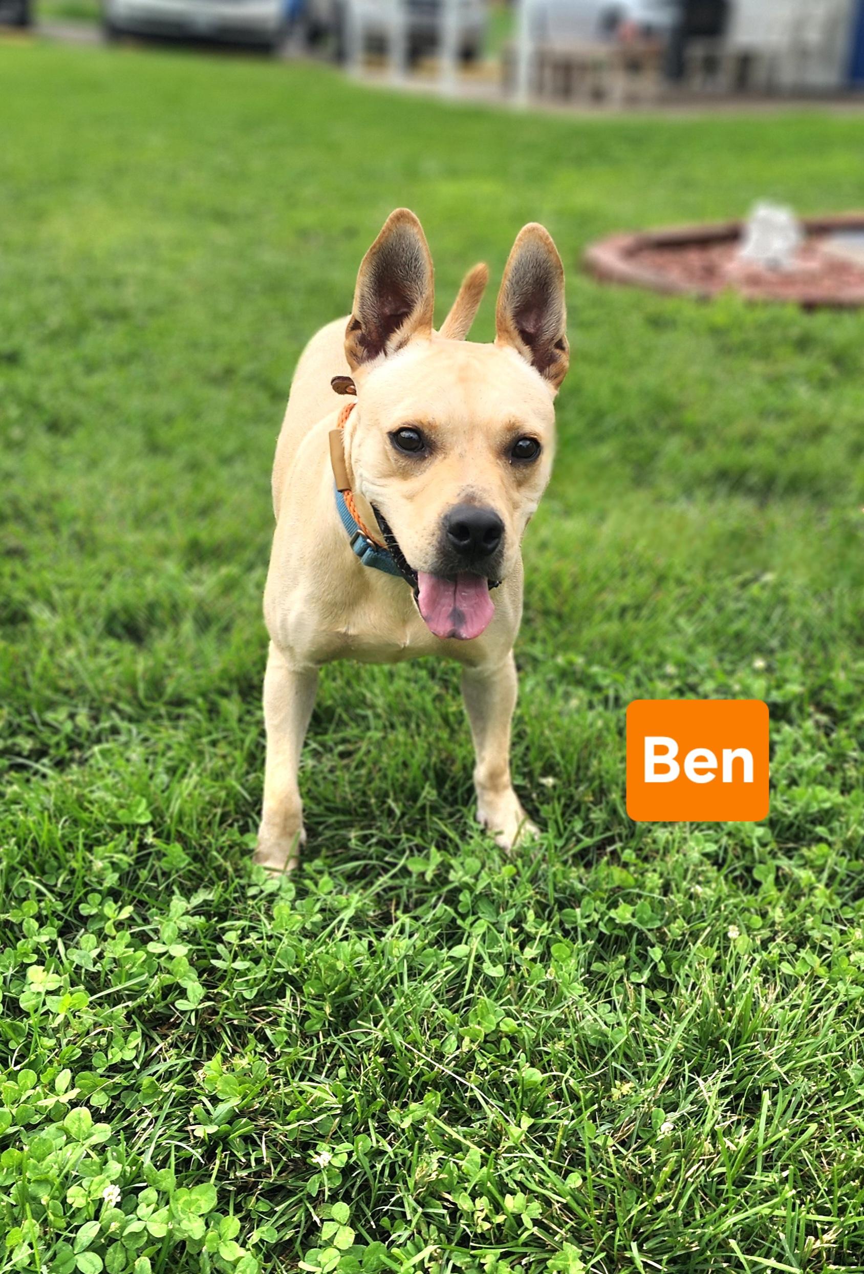 Ben, ADOPTABLE, Adult Male Terrier.