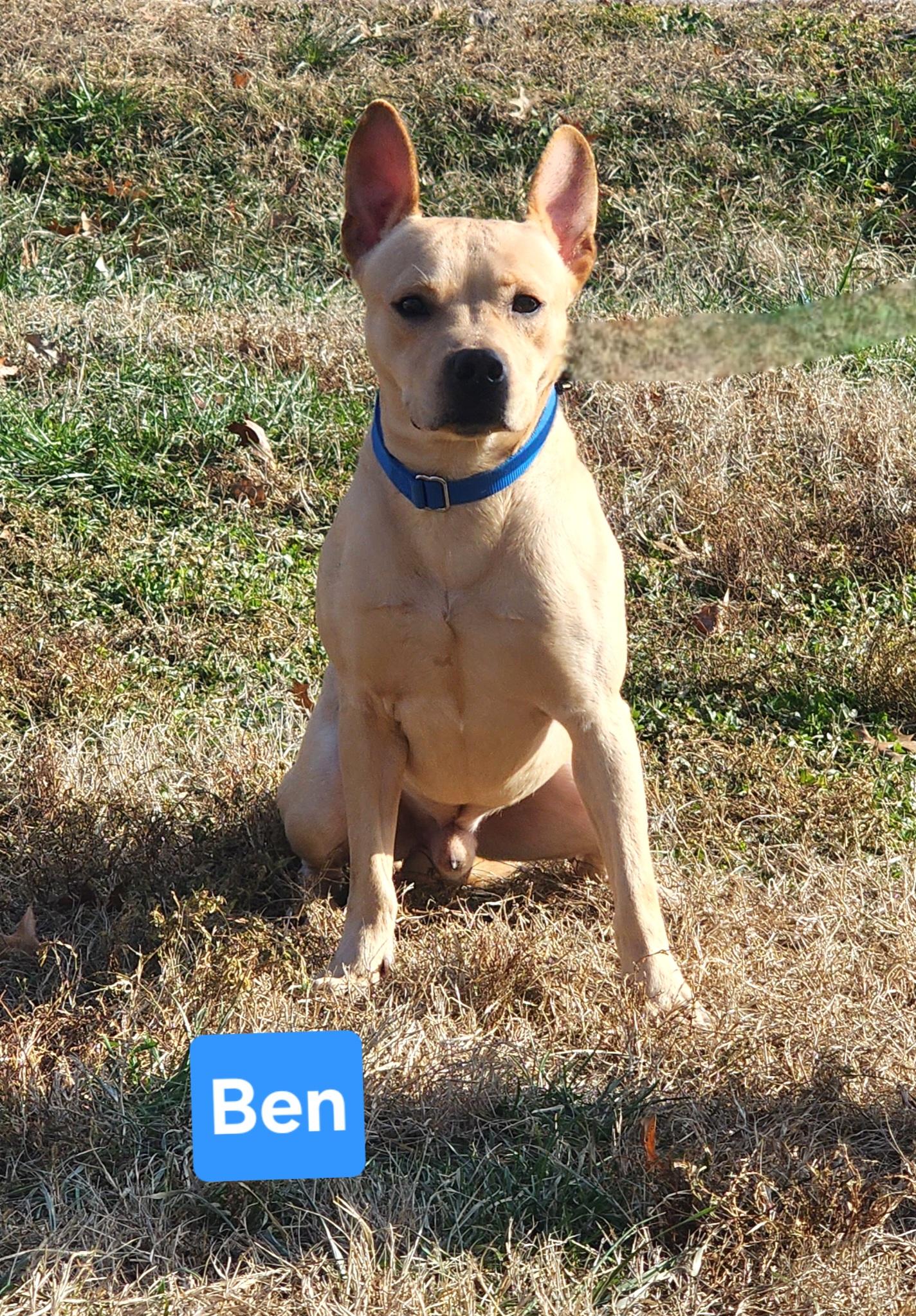 Ben, ADOPTABLE, Adult Male Terrier.