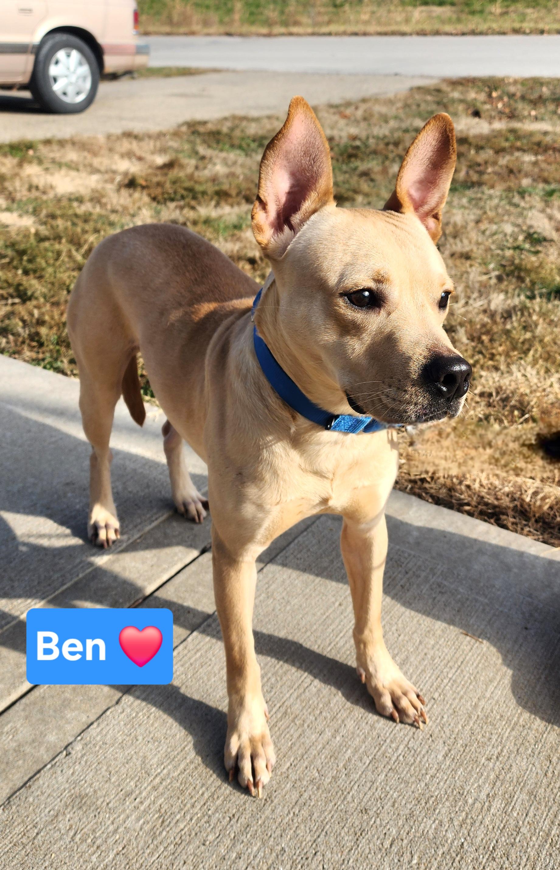 Enlarge Ben, a ADOPTABLE mixed breed in Clinton, MO image 2/3