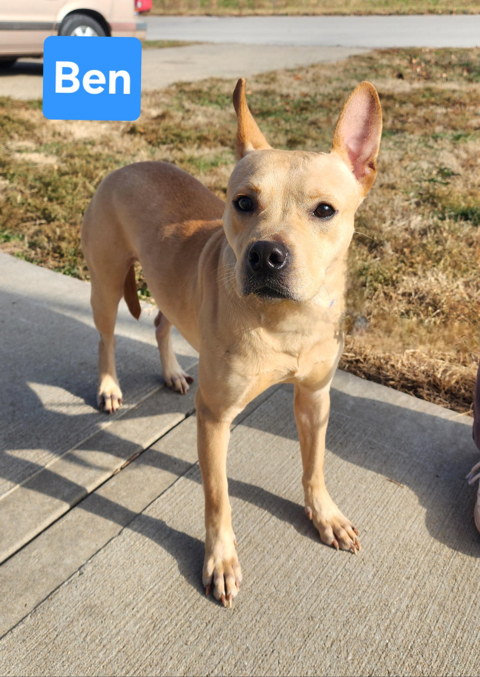Enlarge Ben, a ADOPTABLE mixed breed in Clinton, MO image 3/3