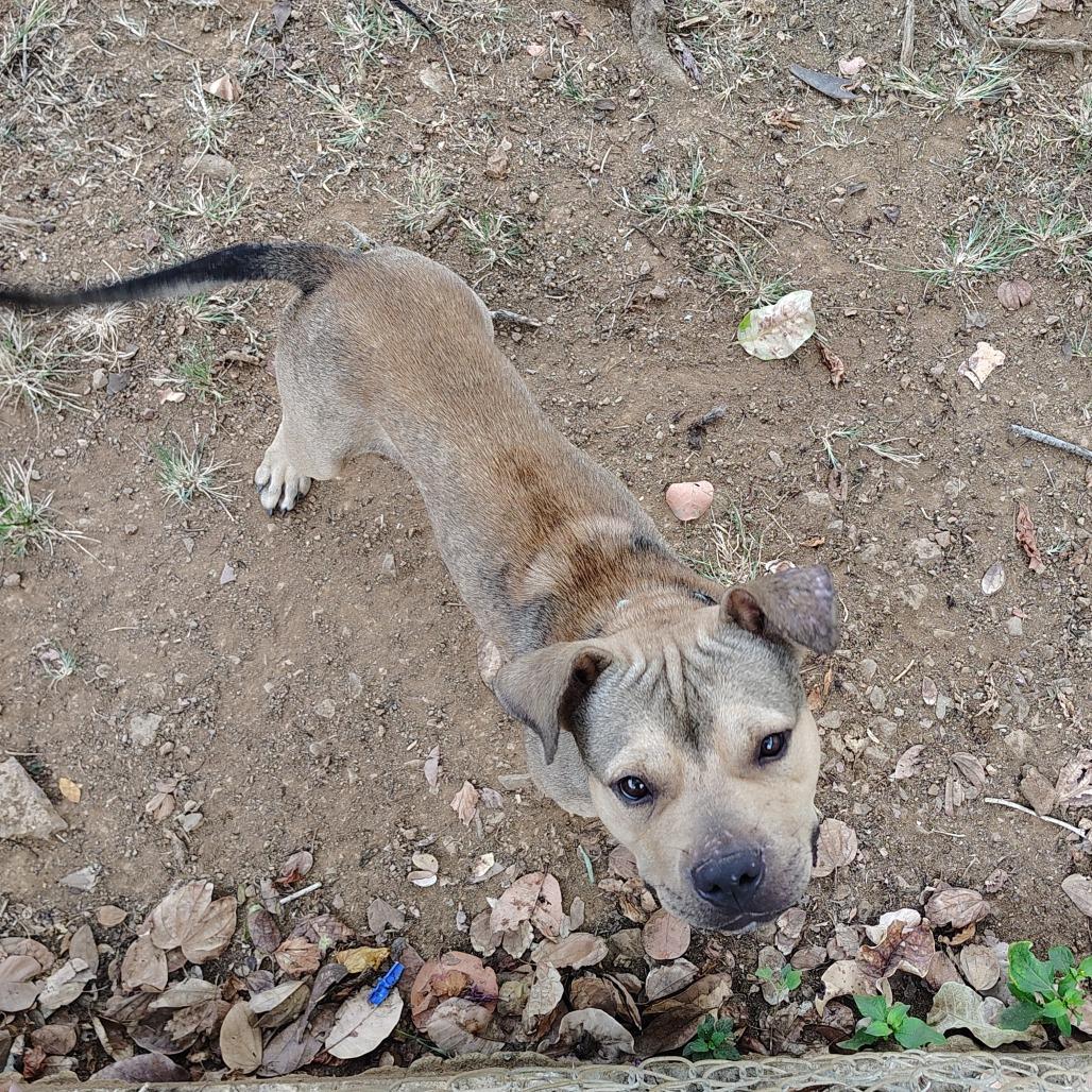 Gandul, Adoptable, Young Male Pit Bull Terrier.