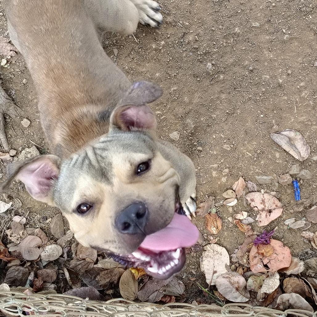 Enlarge Gandul, a Adoptable Pit Bull Terrier in Vieques, PR image 2/6