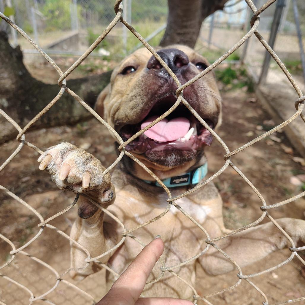 Enlarge Gandul, a Adoptable Pit Bull Terrier in Vieques, PR image 3/6
