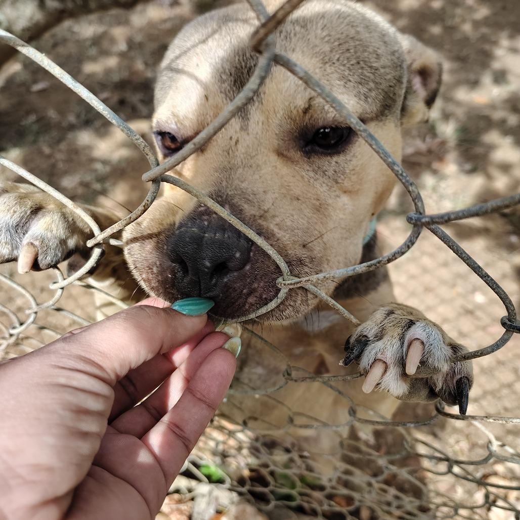 Enlarge Gandul, a Adoptable Pit Bull Terrier in Vieques, PR image 4/6