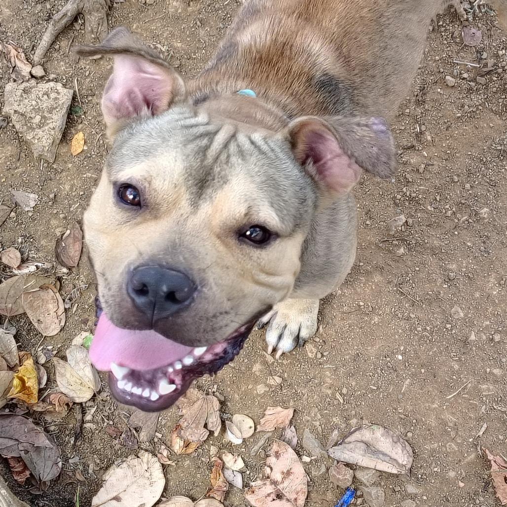 Enlarge Gandul, a Adoptable Pit Bull Terrier in Vieques, PR image 5/6
