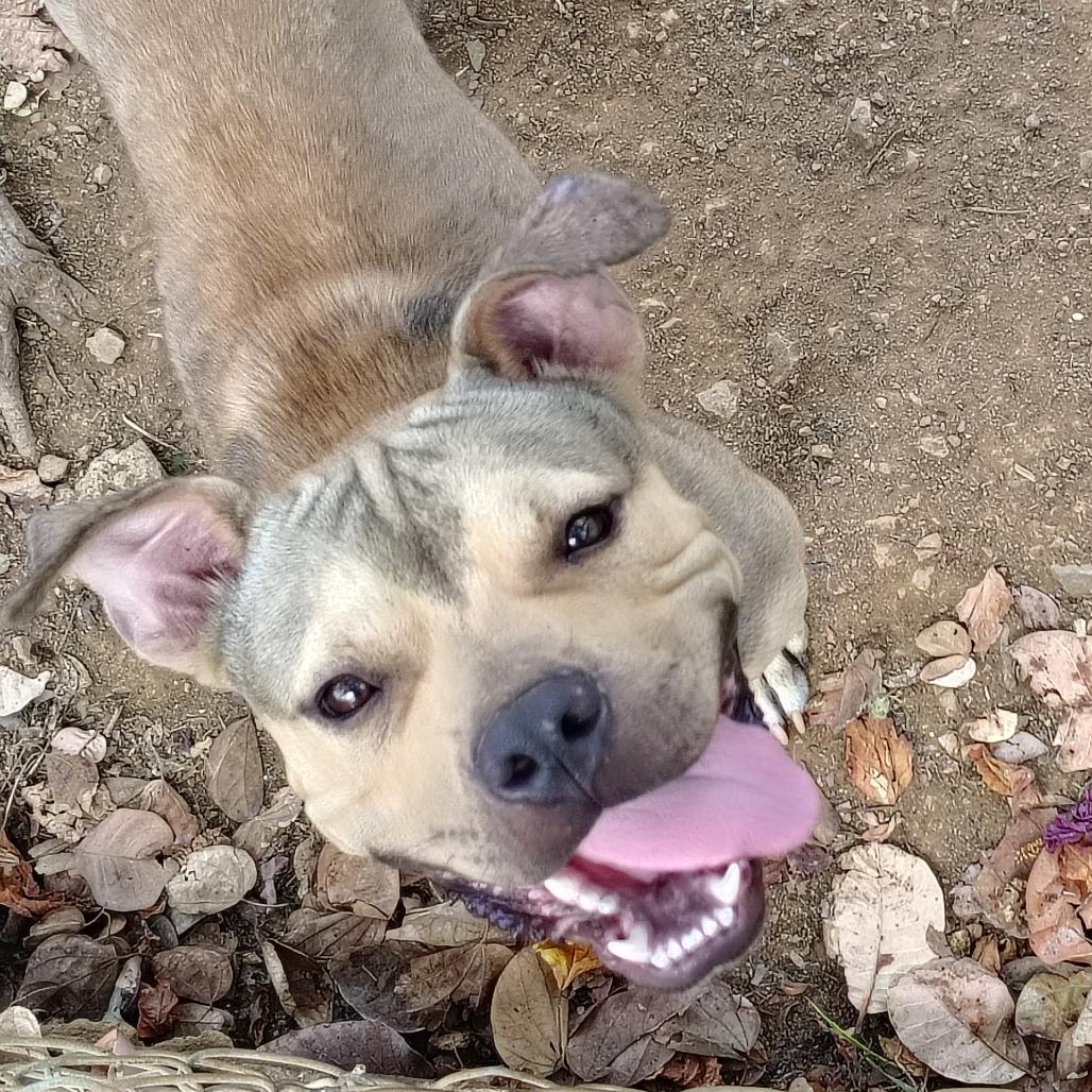 Enlarge Gandul, a Adoptable Pit Bull Terrier in Vieques, PR image 6/6