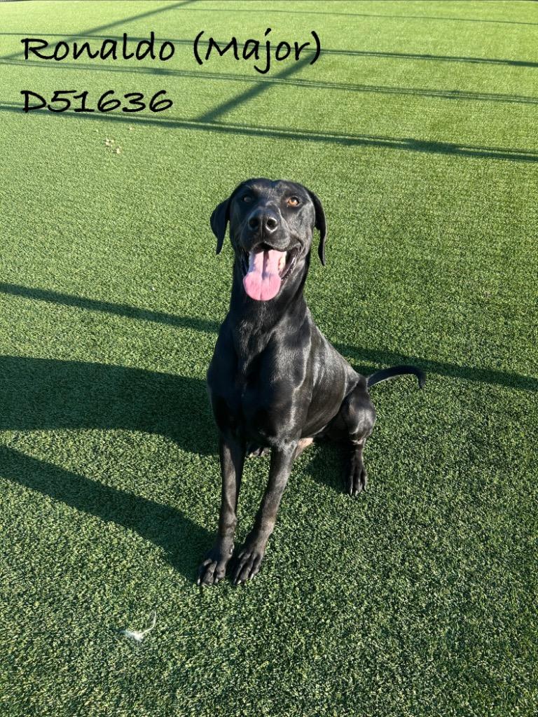 Ronaldo (Major), Adoptable, Young Male Labrador Retriever.