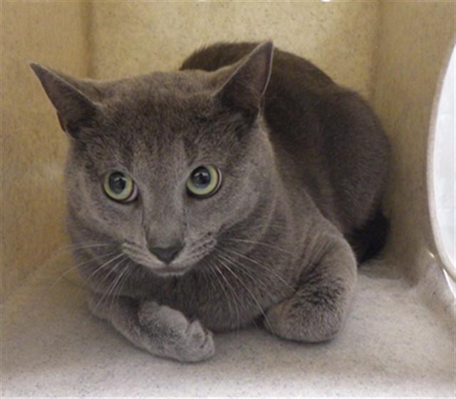 Enlarge JERMAINE, a Adoptable Domestic Short Hair in Augusta, GA image 1/1