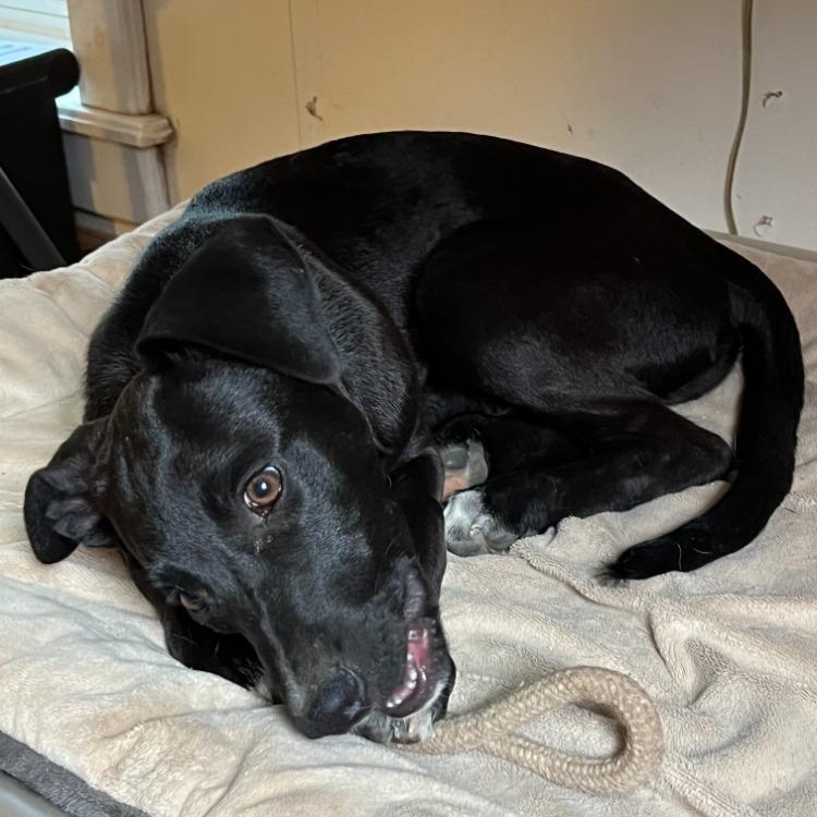 Enlarge Inky, a Adopted mixed breed in Troy, MO image 4/6