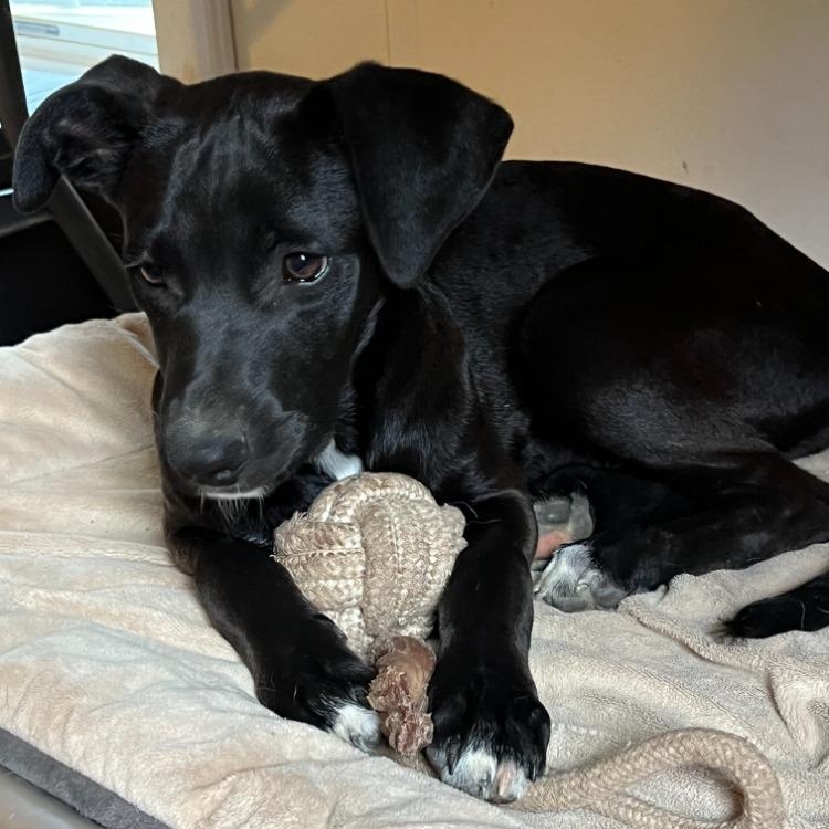 Enlarge Inky, a Adopted mixed breed in Troy, MO image 1/6