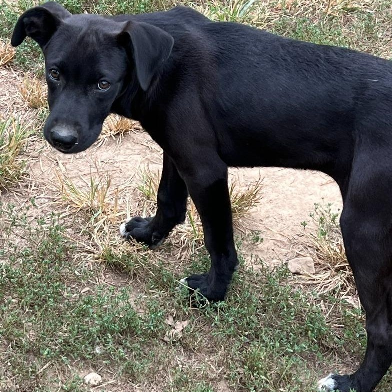 Enlarge Inky, a Adopted mixed breed in Troy, MO image 3/6