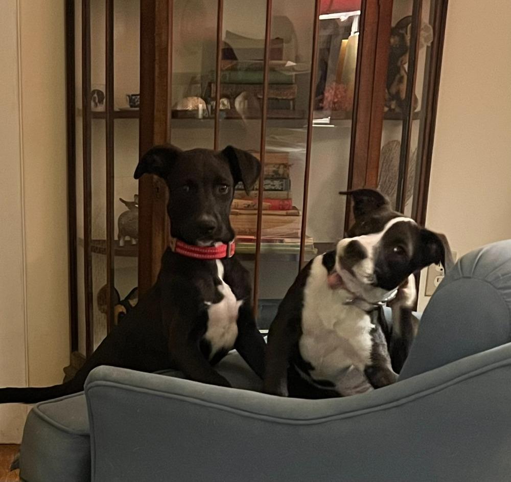 Enlarge Inky, a Adopted mixed breed in Troy, MO image 6/6
