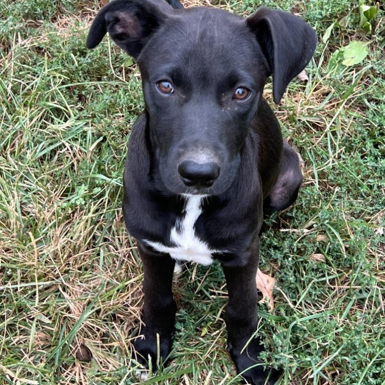 Enlarge Inky, a Adopted mixed breed in Troy, MO image 2/6