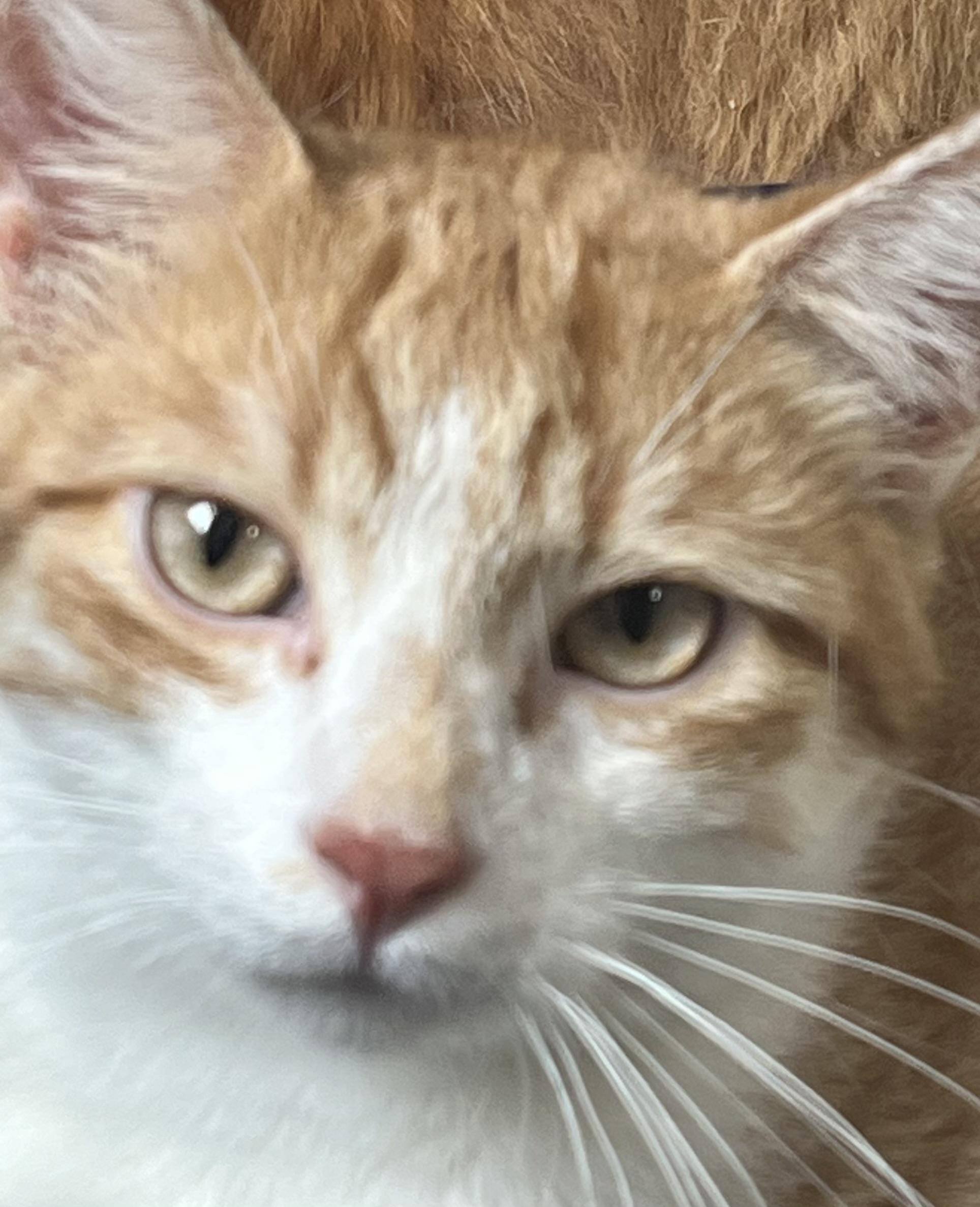 Enlarge Hemlock, a Adopted Domestic Short Hair in Tower City, PA image 1/2